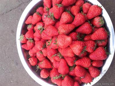 无锡马山奶油草莓采摘进行中。。。